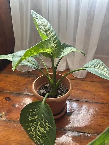 Böyük 45 azn Balacalar 30azn Dieffenbaxiya (Dieffenbachia) –