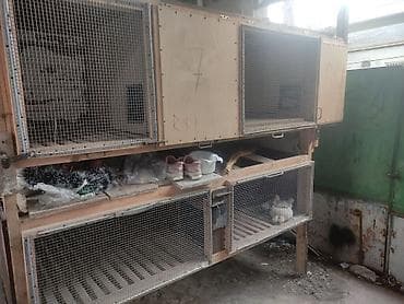 dovsan satilir: Satıram kredit mümkündür 4 dənə klipka — 3