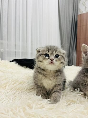 pisik satislari: Şotland, Erkək — 5