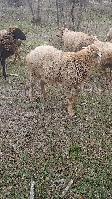 qoyun quzu satilir: Qoyun sürüsü – 6 erkey 2 disi 9 aylliqdilar — 4