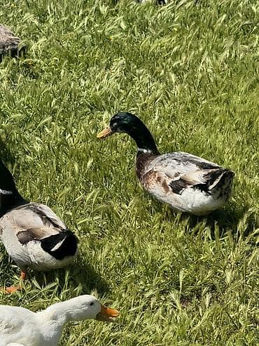 ordek satisi: Yaşıl baş erkeylər satılır tam sağlamdı erkey çox olduğu üçün satılır — 5