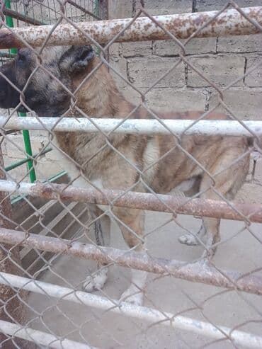 coban iti adlari: Meydan itidir 2yaş nece ayligdir balacalgdan 1aylgdan biz boyutmuşuk — 3