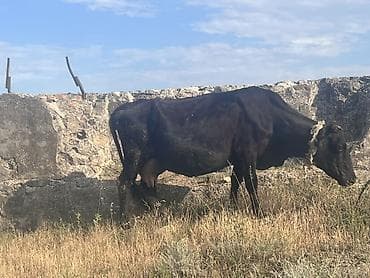 dana inek: 7 8 lt süd verir. Erkəy balalıdı. Qiymətdə razılaşmaq olar Südlük inək — 1