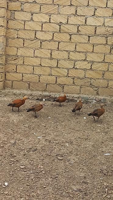 Satılır: Ruddy shelduck (qızılı ördək) dəstəsi - Növ: Tadorna — 2
