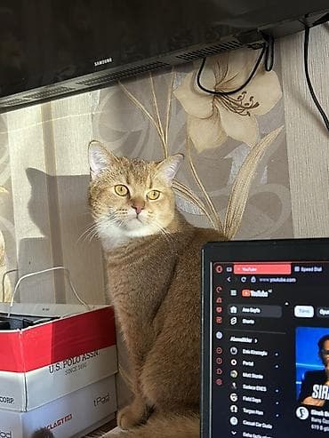 cütləş: Qızıl şinşilla, Erkək, Cütləşmə üçün — 2