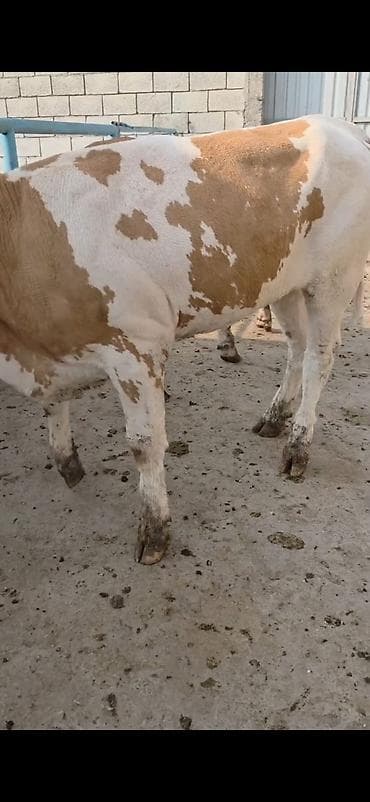 Кошки: Simental xanlar 2 eded dişi 4 ayı keçiblər damazlıq heyvandarlıq üçün — 8