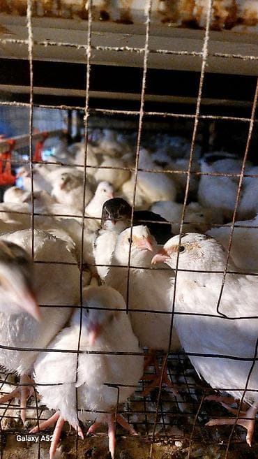 çin aslani: Məhsul: Bildircin və bildircin məhsulları - Cins: Yumurtacı və ətlik — 1