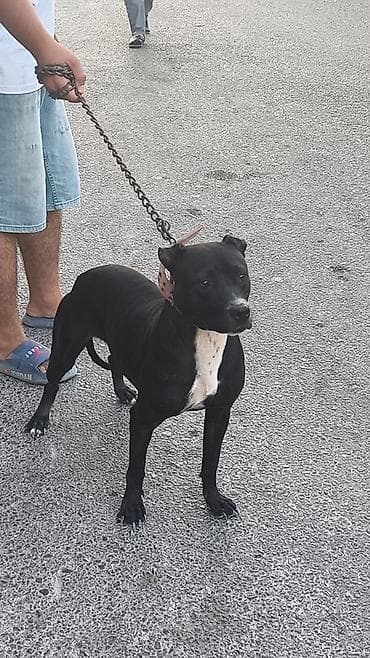 meydan itləri: Pitbul, Peyvəndli — 2