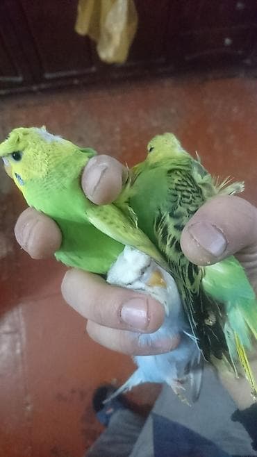 sisar quşu: Yaponiclər və yaponicdən dömmələr — 3