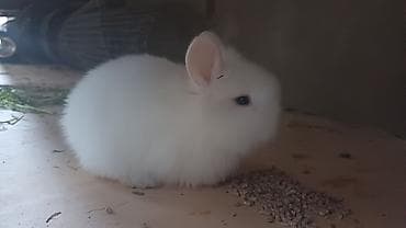 ari ramkasi satisi: Mavi gozli holland lop balası — 2