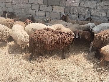 satdig quslar: Salam tam saglam heyvanlar satilir qoyun quzu keci cepis qoc kime ne — 8