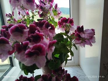 yeni ile aid hediyyeler: Pelargonium (qərənfilvari sardunya) saksı gülləri - Növ: Pelargonium — 2