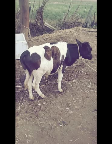 Toyuqlar: Qiymet yerinde danisilacaq ciddi sexsler vatsap vasitesiyle elaqe — 1