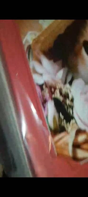 plastik stul: Dolab .plasmas Upakovkada .teze .yungul ve elverişli .vatsap — 2