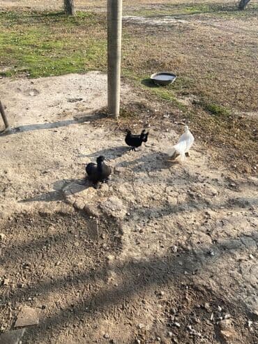 Pişiklər: Satılır: dekorativ göyərçinlər Unvan ŞƏKİ uçu bir yerde 2 ana bir bala — 1