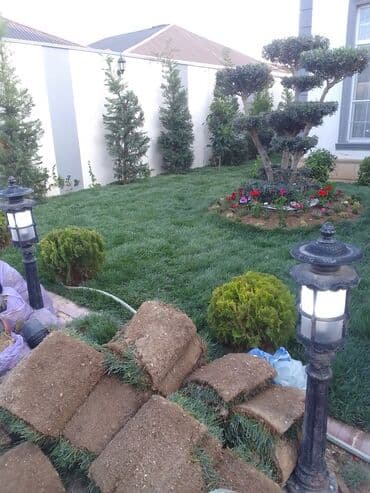 Qazon satışı enli yarpaq danimarka toxumuyla əkilmə qazon satışını lalafo.az -da Qazon satışı enli yarpaq danimarka toxumuyla əkilmə qazon satışını