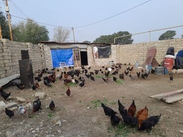 memar canlılar arı pətəyi: Yerli təsərrüfatdan müxtəlif cinsli ev toyuqları və xoruzlar - — 1