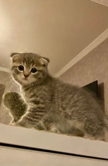 heyvan barınağı: Şotland yastı qulaq, Ünvandan götürmə, Pulsuz çatdırılma, Ödənişli çatdırılma — 3