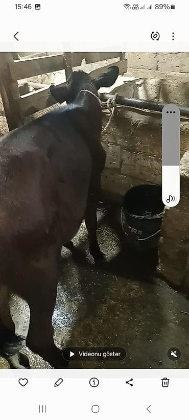 Inəklər, öküzlər: Satış üçün 2 baş iri buynuzlu heyvan - Növ: inək - Rənglər: biri açıq — 4