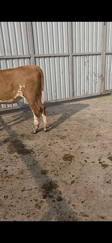 Кошки: Simental xanlar 2 eded dişi 4 ayı keçiblər damazlıq heyvandarlıq üçün — 7