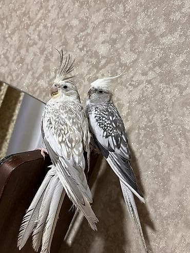 bit daragi harada satilir: Satılır sultan tutuquşusu cütü (cockatiel). Tam rucnoy əl quşlarıdı — 1