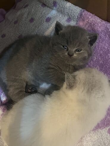 pisik bala: Britan, Dişi, Yaxşı əllərə, Ödənişli çatdırılma, Ünvandan götürmə — 2