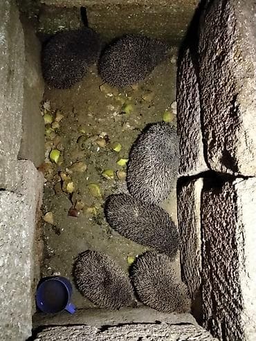 yumurta latoku: Kirpi – bağ üçün zərərvericilərə qarşı təbii “mühafizəçi” - Gecə — 5