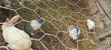 xasgi balası: Salam hərkəsə 1 qiyməti 7 manat ancaq balaları satılır Ev dovşanları – — 6