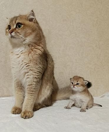 ev pişiyləri: Britan, Erkək, Yaxşı əllərə — 2