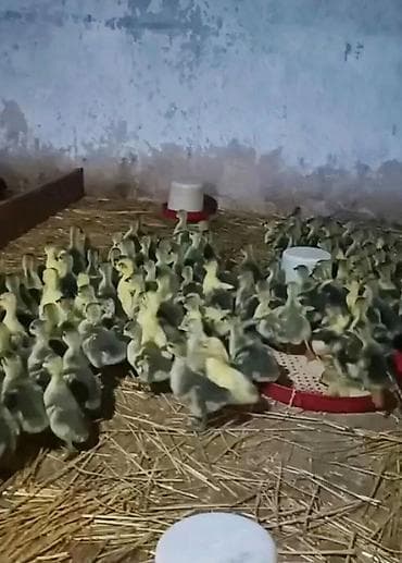 Бараны, овцы: Гусята, Для разведения, Самовывоз, Платная доставка, Доставка в районы — 4