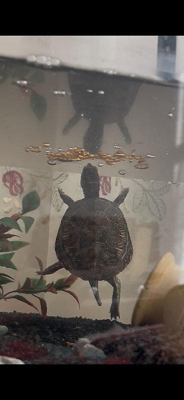 ev heyvanlari satisi: Salam alekum Akvarium tısbağasıdır təxmini 15 sm Sağlam heyvardır — 2