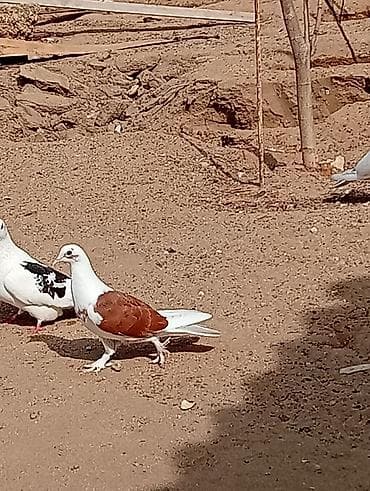 qefes satisi: Kəvən baladi satılır real alıcılar əlaqə saxlasin — 6