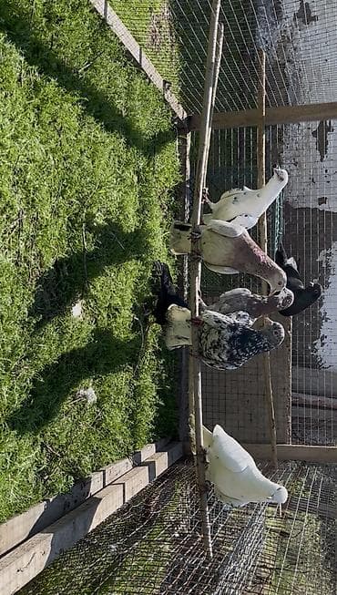 Quşlar: Göyerçinler satılır — 3