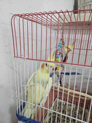 tutu guşu: 2 ədəd Korella tutuquşuları satılır. biri disi (Luna) biri erkekdi — 9