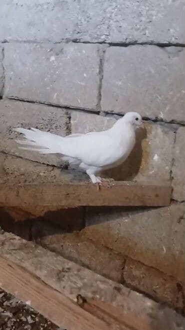 etibarli əllərə verilir: Endirim var — 3