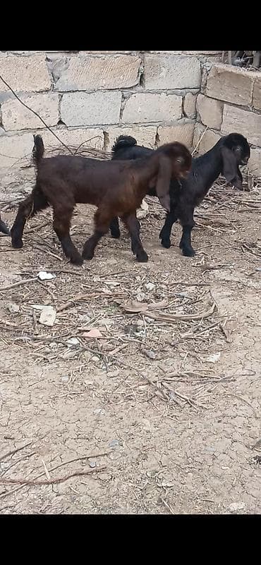 heyvanlara verilən xüsusi adlar: Semiz arginal helep keci balalari satlir 2 diwi 1 erkek damzdiq icin — 3