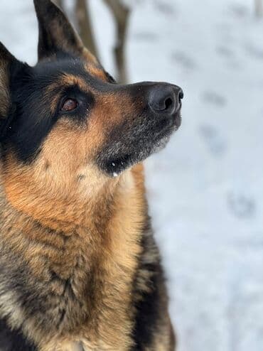 cütləş: Alman çoban iti, 9 il, Erkek, Cütləşmə üçün, Ünvandan götürmə — 5