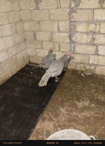 hindu: 2dene dişi hinduska 16ayliqdi — 1