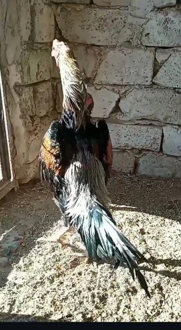 yumurtuyan toyuqlar: Temiz cins shamo xoruzu 6 ayliqdir hec bir defekti yoxdur saglamligna — 4