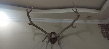 resim seti: Təbii nəcib maral buynuzları lакlanmayıb, təbii vəziyyətdədir — 7