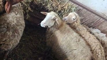 Quzu, Erkək, Qala, ay: 1, 35 kq, Damazlıq, Ətlik, Ünvandan götürmə