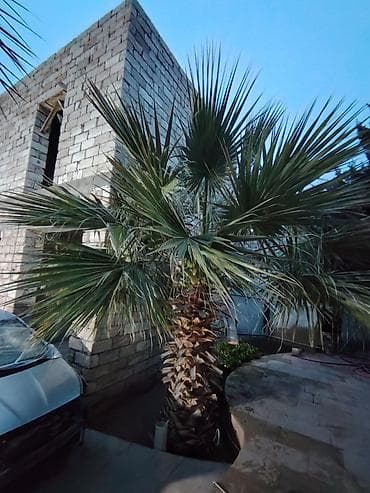 palma agaclari: Dekorativ palma ağacı – bağ və həyət üçün - Növ: Fan formalı — 2