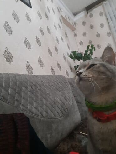 pişik çantasi: Tabbi, Yaxşı əllərə — 3