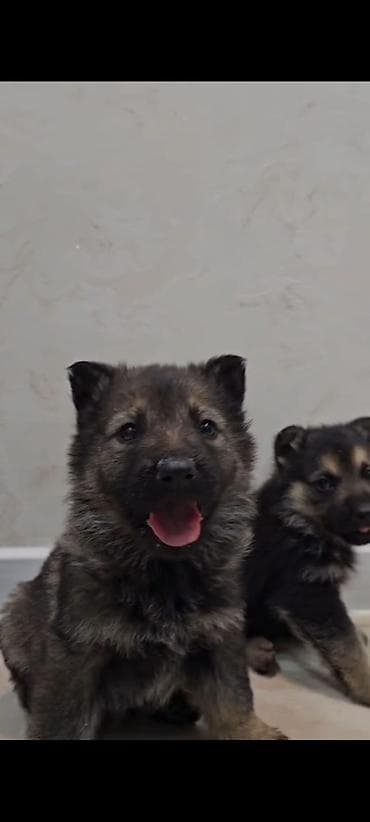 it yemi: Alman çoban iti, 2 ay, Dişi — 1