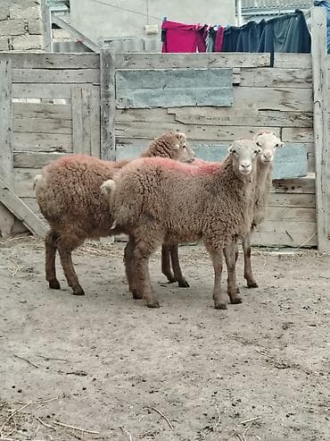 Digər heyvanlar: Satiram erkəydilər 6 7 ayliqdilar beylaqan sortudu texmini diri cekisi — 1