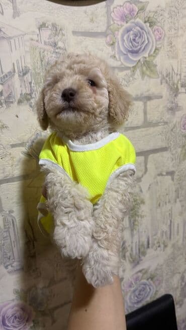 pitbull satılır: Pudel, 2 ay, Erkek — 1