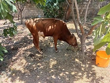 8 aylıq Əkəy dana əti 100 110 kilo du qiymət 1650 manata lalafo.az -da 8 aylıq Əkəy dana əti 100 110 kilo du qiymət 1650 manata