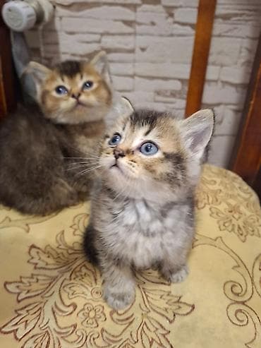 simental inekler satilir: Britan — 9