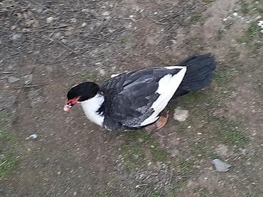 Другие с/х животные: Mullard (musk ördəyi) – qara-ağ rəngli, iri bədənli. Xüsusiyyətlər: - — 1