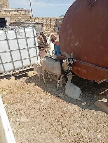 bala keçi: SAF KAN SANEN FIRANSIZ IRKI KEÇİLER MACAR IRKI KEÇİLER ÇEPİÇLER BOĞAZ — 4